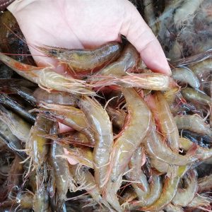 Tôm đất nguyên con_Hộp 300g