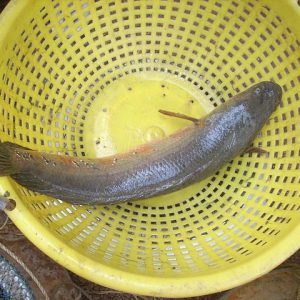 Cá lóc thiên nhiên nước lợ - Kilogram