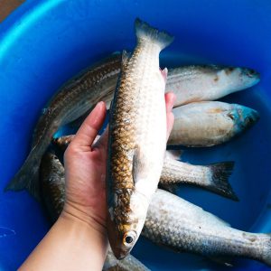 Alternative view of Cá đối Thiên nhiên Rừng ngập mặn _Gói 350g