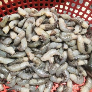 Tôm chông cắt đầu_túi PA 300g gói