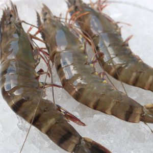 TÔM SÚ THIÊN NHIÊN 30-35con/kg_Hộp 500gr