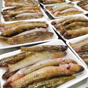 Cá bống cát Rừng ngập mặn (tặng kèm nước kho quẹt)_Gói 300g