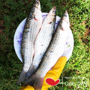 Cá đối Thiên nhiên Rừng ngập mặn _Gói 450g