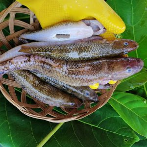 Cá bống cát Rừng ngập mặn_Gói 450g